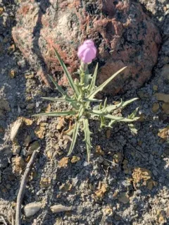 Desert Skeletonplant thumbnail 4