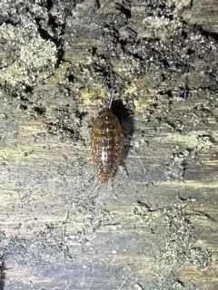 Eastern Rockslater thumbnail 2