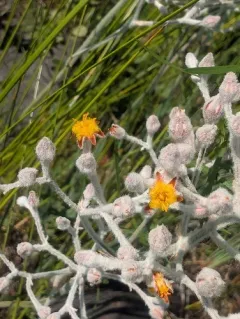Goldencrest thumbnail 4