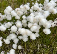 Scheuchzer's cottongrass thumbnail 4