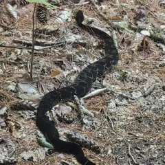 Timber Rattlesnake thumbnail 4