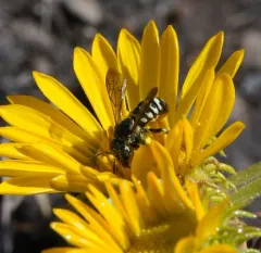 Variable Pebble Bee thumbnail 3