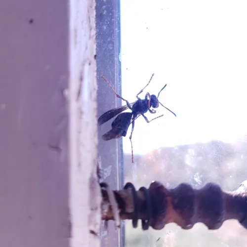 Xenos peckii