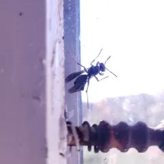 Xenos peckii thumbnail 1