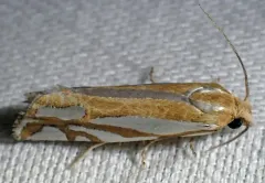 Snakeweed Borer Moth thumbnail 3