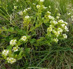 greenland cochlearia thumbnail 4
