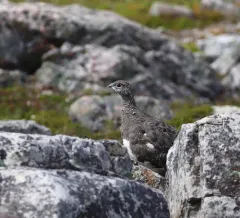 Rock Ptarmigan thumbnail 4