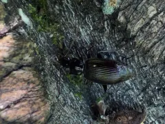 Platynus mannerheimii thumbnail 4