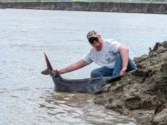 American Paddlefish thumbnail 4