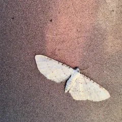 Eupithecia cretaceata thumbnail 4
