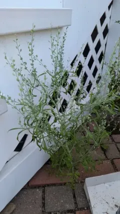 Garden Cress thumbnail 4
