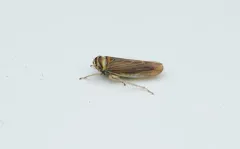 Colladonus brunneus thumbnail 4