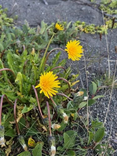 Taraxacum lacerum