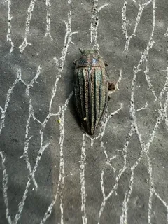 Wrinkled-neck Buprestid Beetle thumbnail 4