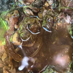 Columbia Torrent Salamander thumbnail 4