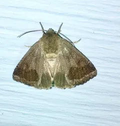 Thoreau's Flower Moth thumbnail 4