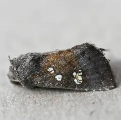 Coneflower Borer Moth thumbnail 4