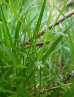 Sitka starwort thumbnail 1