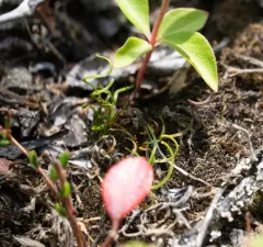 curly grass fern thumbnail 3