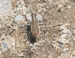 Cobblestone Tiger Beetle thumbnail 3