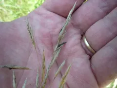 Ergot Beetle thumbnail 3
