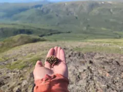 Gorman's Douglasia thumbnail 4