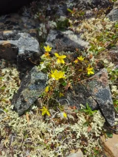 thymeleaf saxifrage thumbnail 4