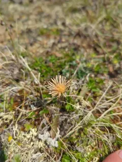 Pink Dandelion thumbnail 2