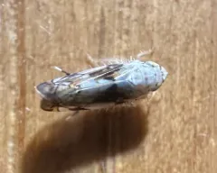 Scaphoideus intricatus thumbnail 4
