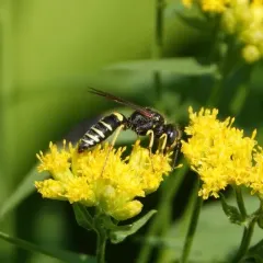 Philanthus solivagus thumbnail 4