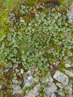 Porsild's saxifrage thumbnail 4