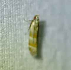 Orange Stripe-backed Moth thumbnail 4