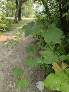 american hops thumbnail 4