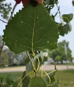 Poplar Petiole Gall Aphid thumbnail 3