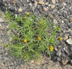 Fetid marigold thumbnail 3