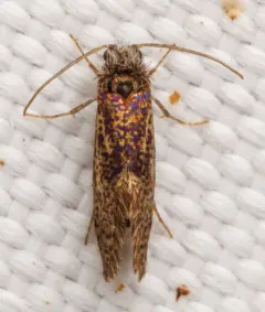 Chinquapin Leafminer Moth thumbnail 3