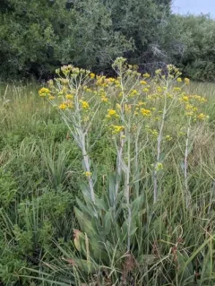 water ragwort thumbnail 4