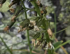 alpine rattlesnake root thumbnail 3