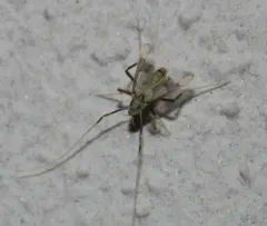Stenochironomus poecilopterus thumbnail 4