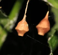 Horned Parasitic Cobweaver thumbnail 4