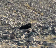 Muskox thumbnail 4
