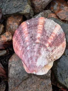 Icelandic Scallop thumbnail 4