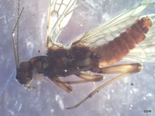 Columbian Forestfly