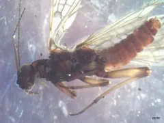 Columbian Forestfly thumbnail 1