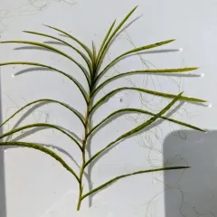 robbins' pondweed thumbnail 2