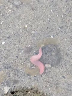 Ophelia limacina thumbnail 2