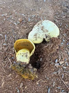 Golden Bolete thumbnail 3