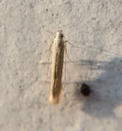 Stereomita andropogonis thumbnail 2
