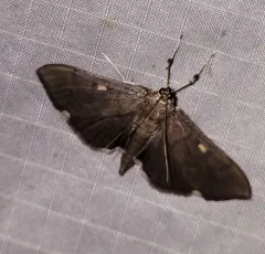 Herpetogramma sphingealis thumbnail 4