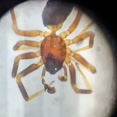 Walckenaeria atrotibialis thumbnail 2